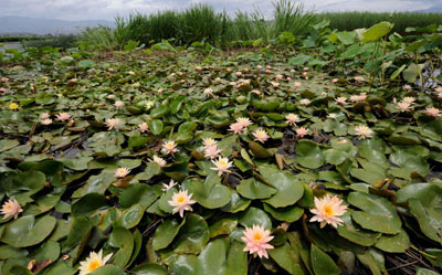 大理建設(shè)萬畝生態(tài)濕地保護洱海水質(zhì)
