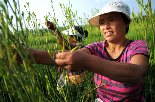 探尋河南平輿科學發展的“平輿經驗”