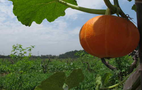 中國日報(bào)捐助“太陽村” 溫暖特殊兒童（組圖）