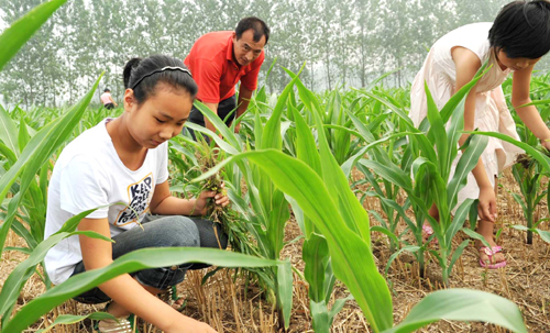 河南平輿縣：暑假讓學生走進田野 體驗勞動艱辛