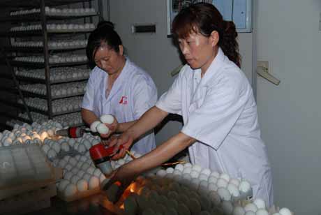 河南潢川：“華英農(nóng)業(yè)”富民計(jì)劃在行動(dòng)