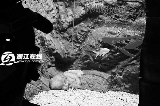 杭州極地海洋公園:“保羅帝”沒來“保羅弟”來了