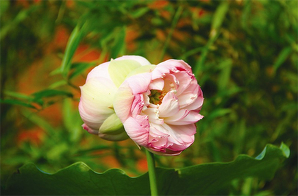 并蒂蓮驚現太原玉門河公園
