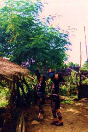 云南西雙版納不臭的臭菜