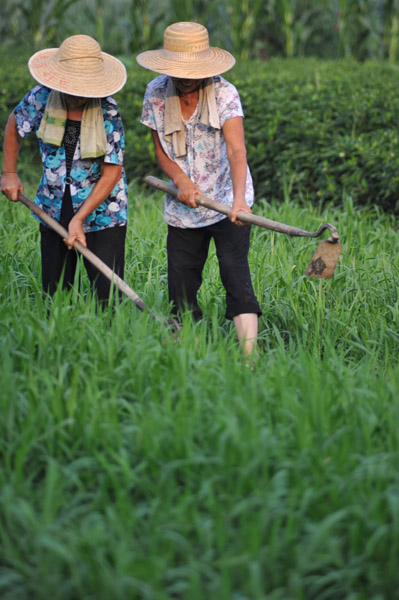 山西運城：農(nóng)民高溫抗旱忙