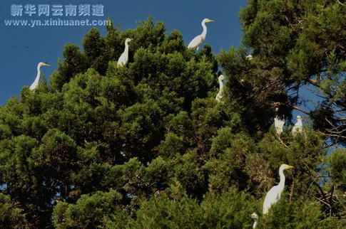 大理綠化環境白鷺增多