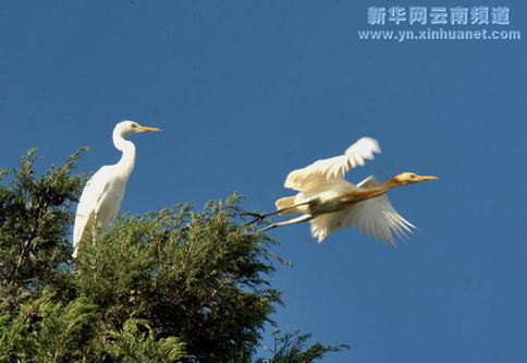 大理綠化環境白鷺增多