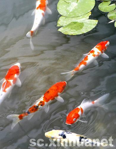 世博會成都案例館：神奇公園每日凈化15噸污水