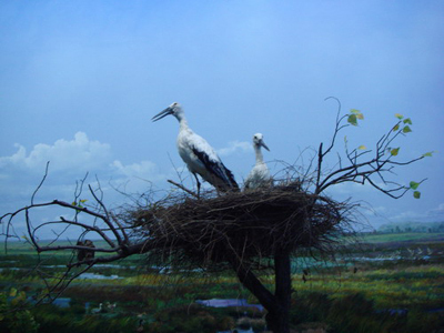 第四屆網(wǎng)媒龍江行：富錦的濕地文化