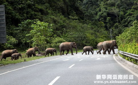 西雙版納野象徜徉高速公路
