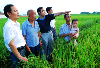 豫南水稻豐收在望(圖)