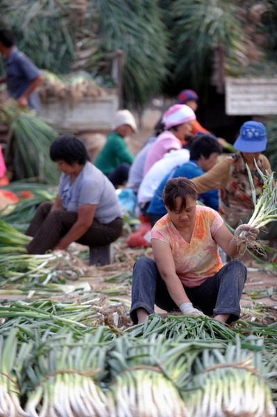 山西：降雨導(dǎo)致菜價(jià)上揚(yáng)