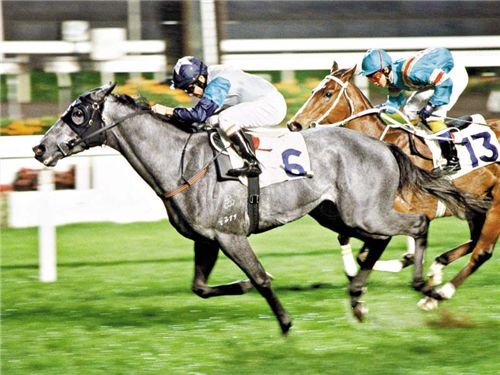 首屆中國金馬馬術文化旅游節揭開帷幕