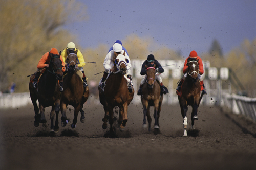首屆中國金馬馬術文化旅游節揭開帷幕
