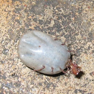 河南回應蜱蟲叮咬人致死:3年共發現245例