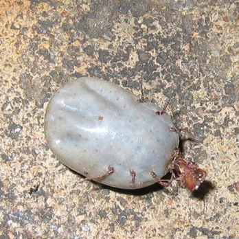 衛(wèi)生部發(fā)布“蜱的特點及預(yù)防控制知識”