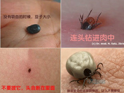 衛(wèi)生部發(fā)布“蜱的特點及預(yù)防控制知識”