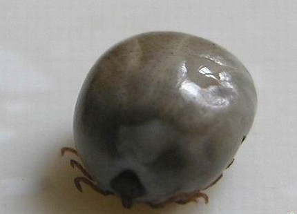 衛生部發布“蜱的特點及預防控制知識”