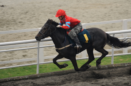 中國成都-2010首屆金馬馬術體育文化旅游節