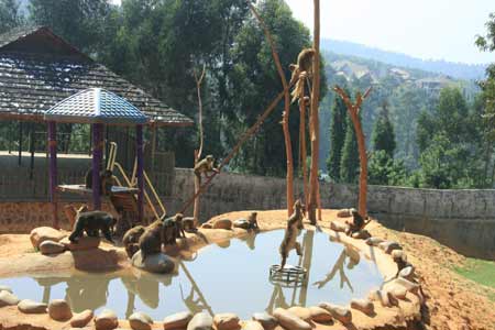 云南野生動物園為動物過中秋