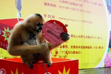 十·一逛云南野生動物園 贏版納免費游