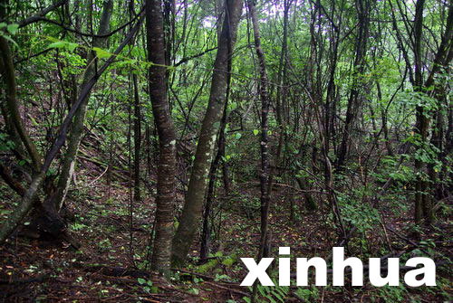 中國專家擬重新啟動神農架“野人”科學考察