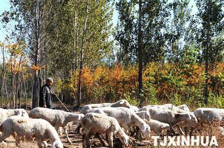 天津大力保護“京津之肺”