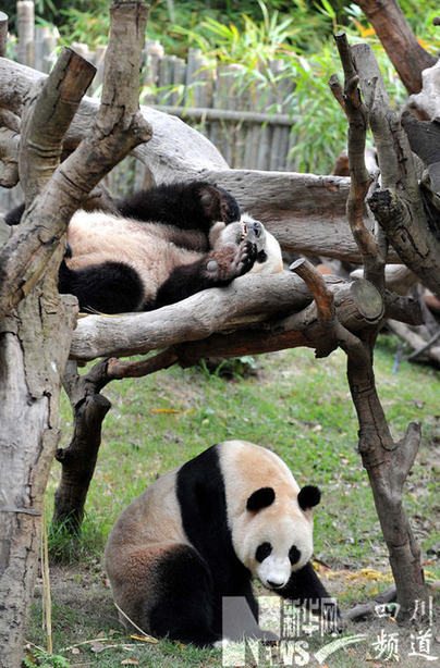 臥龍6只大熊貓月底赴廣州助威亞運