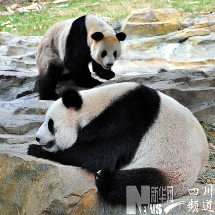 臥龍6只大熊貓月底赴廣州助威亞運