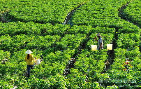 苦聰山寨冬椒豐收在望