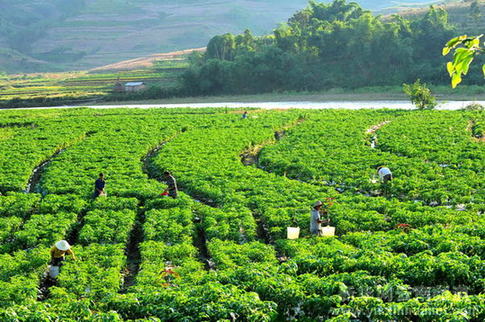 苦聰山寨冬椒豐收在望