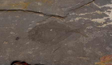 湖南發現2.5億年前古魚化石