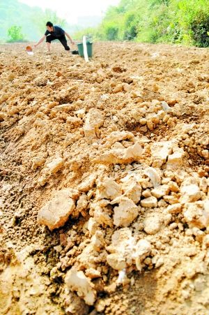 廣西近百縣市區(qū)發(fā)生秋旱(組圖)