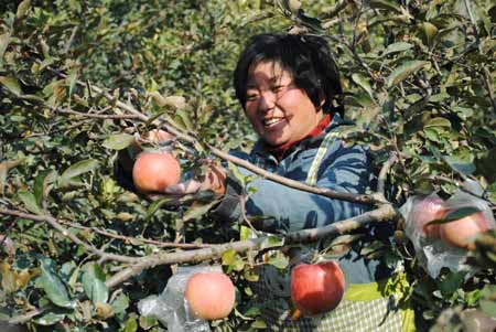 河南虞城深挖網絡資源 豐收蘋果銷全國