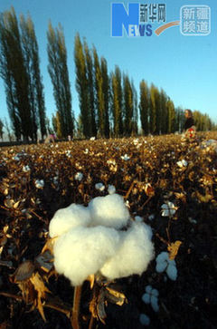 從“蒜你狠”到“蘋(píng)什么” 網(wǎng)絡(luò)熱詞“看漲”