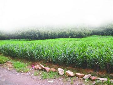 從“蒜你狠”到“蘋什么” 網絡熱詞“看漲”