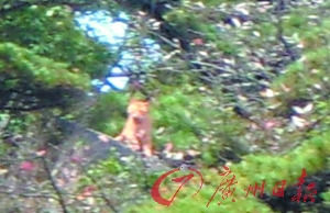 江西官方介入調(diào)查三清山虎照事件(圖)