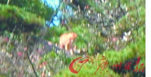 江西官方介入調(diào)查三清山虎照事件(圖)