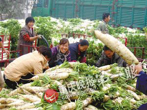 記者追蹤蘿卜8小時:出土價9角 上市賣3元(圖)