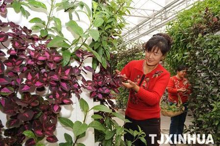 天津高端科技發展農業