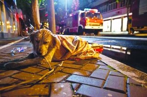 上海火災現場忠心小狗不吃不喝等主人出現