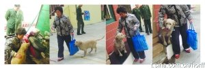 上海火災現(xiàn)場忠心小狗不吃不喝等主人出現(xiàn)