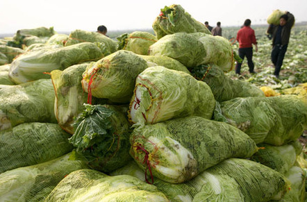 山西運城“政府價格調(diào)節(jié)基金基地”蔬菜豐收