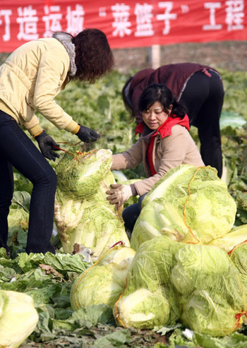 山西運(yùn)城“政府價(jià)格調(diào)節(jié)基金基地”蔬菜豐收