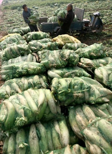 山西運城“政府價格調節基金基地”蔬菜豐收