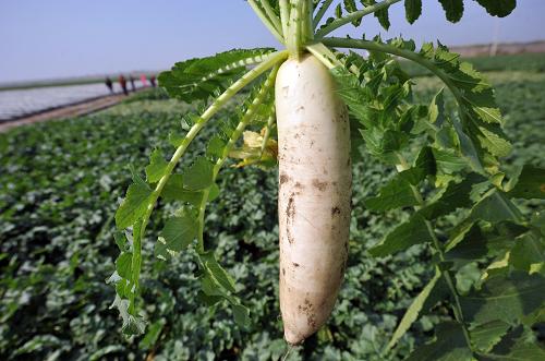 菜價(jià)究竟?jié)q在哪里?