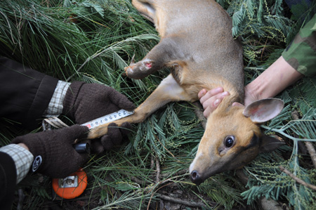 截肢小鹿生活不能自理 動物園準備給它裝義肢