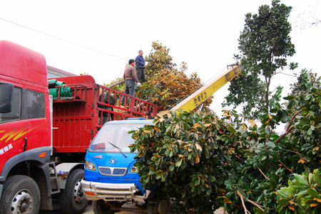 河南潢川：花木之鄉(xiāng)外運忙