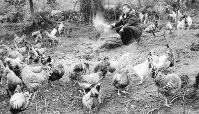 我國養殖業存在抗生素濫用 吃肉恐吃下