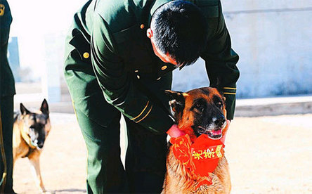 再見了，親愛的“戰(zhàn)友”丫娜